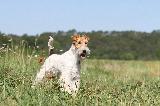 FOX TERRIER